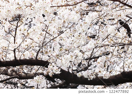 盛開的櫻花預示著春天的到來(壁紙素材) 盛開的櫻花預示著春天的到來(壁紙素材) 122477892