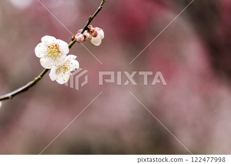Winter and early spring flowers, white plum blossoms -10 122477998