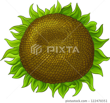 Sunflower Flower  with Seeds Colored Detailed Illustration. 122478351