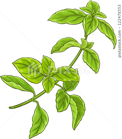 Green Basil Branch with Leaves Colored Detailed Illustration Green Basil Branch with Leaves Colored Detailed Illustration 122478353