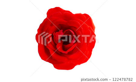 鮮紅的玫瑰花、切口、鳥瞰特寫、透明背景 122478782