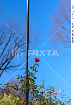 A rose growing vigorously towards the clear blue sky 122479023