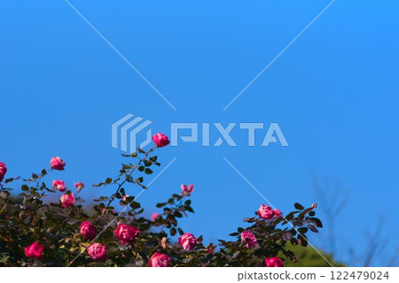 玫瑰花向著湛藍的天空蓬勃生長 玫瑰花向著湛藍的天空蓬勃生長 122479024