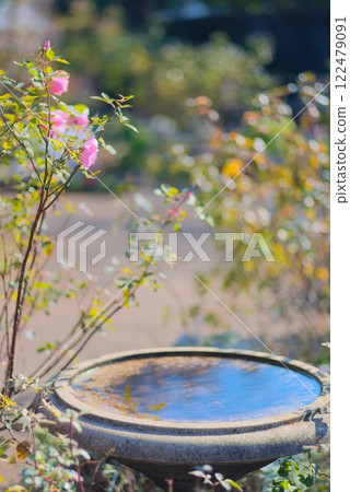 Pink roses blooming in a garden and a water vase 122479091