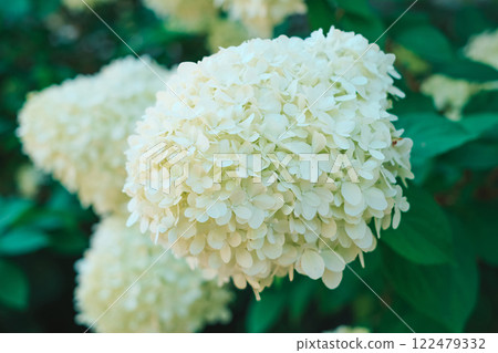 A white flower of hortensia with green leaves, close-up 122479332