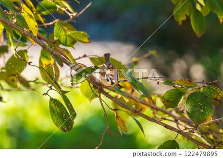 A sparrow that looks like it's about to fly on a hang glider made of leaves 122479895