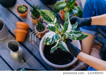 Unrecognizable woman gardener wearing gloves breeds and grows plants hobby, holding Varietal diffenbachia with spotted leaves in domestic garden outdoor on terrace of her house. 122480045