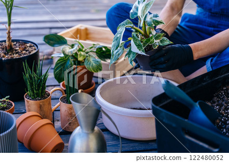 Unrecognizable woman gardener wearing gloves breeds and grows plants hobby, holding Varietal diffenbachia with spotted leaves in domestic garden outdoor on terrace of her house. Unrecognizable woman gardener wearing gloves breeds and grows plants hobby, holding Varietal diffenbachia with spotted leaves in domestic garden outdoor on terrace of her house. 122480052