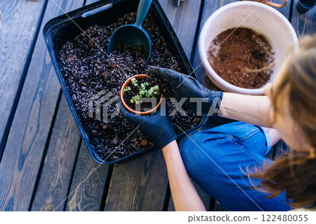 An overhead shot of unrecognizable woman holds mittened hands and transplants basil sprouts that have grown from seeds into clay pot sitting on terrace at home 122480055