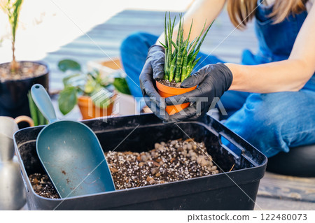 Unrecognizable woman wearing gloves made special soil for the succulents. The process of transplanting the plant into another pot. 122480073