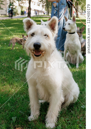 white dog in park on walk with its owner. walking and training of pets during daytime. 122480179