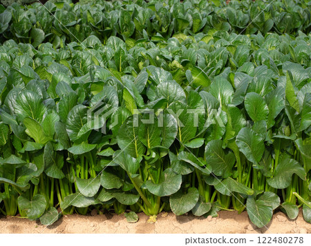 Cultivation of Komatsuna 122480278