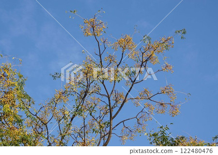 China tree fruit, November 2024 122480476