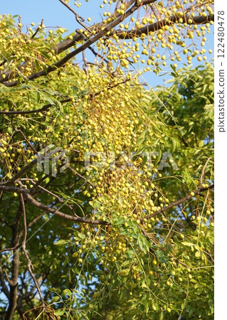 China tree fruit, November 2024 China tree fruit, November 2024 122480478
