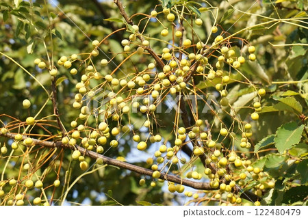China tree fruit, November 2024 China tree fruit, November 2024 122480479