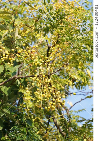 China tree fruit, November 2024 China tree fruit, November 2024 122480481