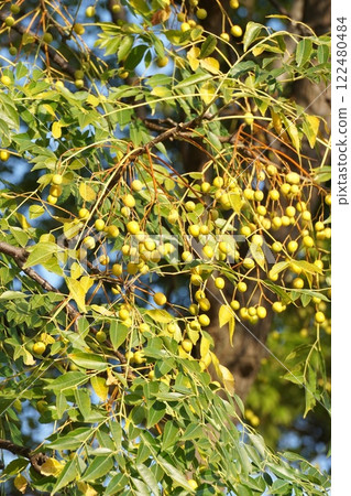 China tree fruit, November 2024 China tree fruit, November 2024 122480484