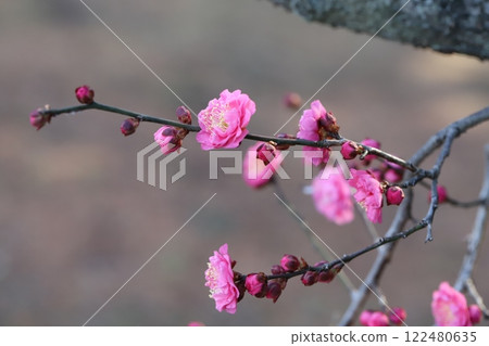 Pink plum blossoms blooming in a winter garden Pink plum blossoms blooming in a winter garden 122480635
