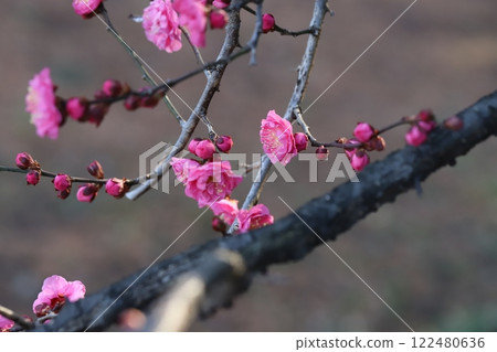 冬季花園裡盛開的粉紅色梅花 冬季花園裡盛開的粉紅色梅花 122480636