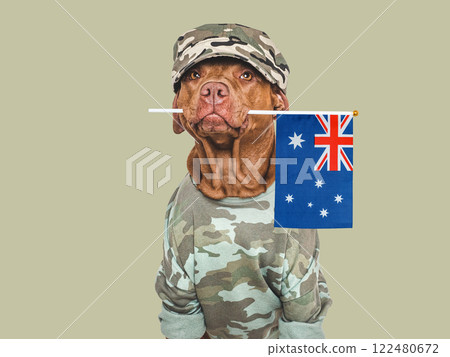 Cute brown dog, military shirt and Australian Flag 122480672
