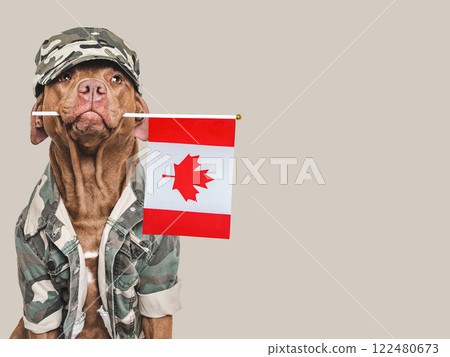 Cute brown dog, American Flag and military shirt Cute brown dog, American Flag and military shirt 122480673