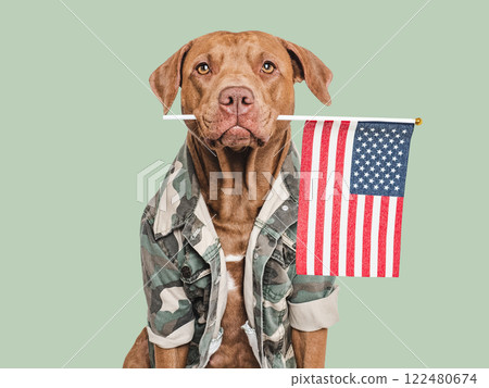 Cute brown dog, American Flag and military shirt Cute brown dog, American Flag and military shirt 122480674