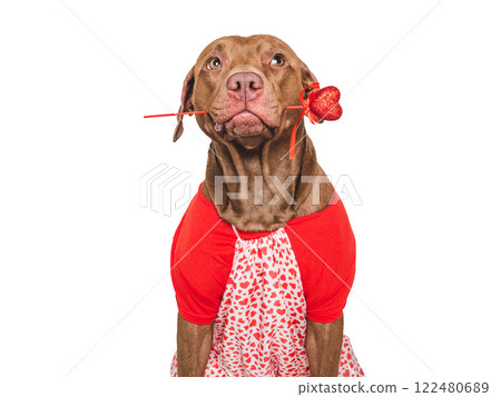 Cute brown puppy and red heart. Beautiful greeting card 122480689
