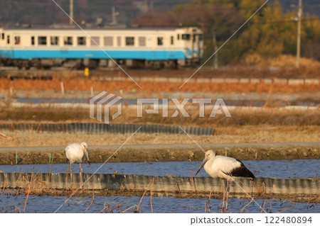 景觀與鸛 122480894