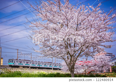 櫻花盛開，常磐線203系列車沿路行駛 122480914