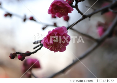 冬季花園裡盛開的粉紅色梅花 冬季花園裡盛開的粉紅色梅花 122481072