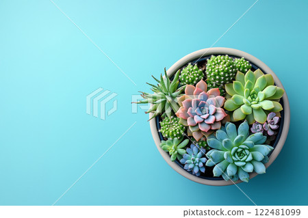 Blue background with cacti 122481099