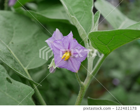茄子花 20240901 122481178