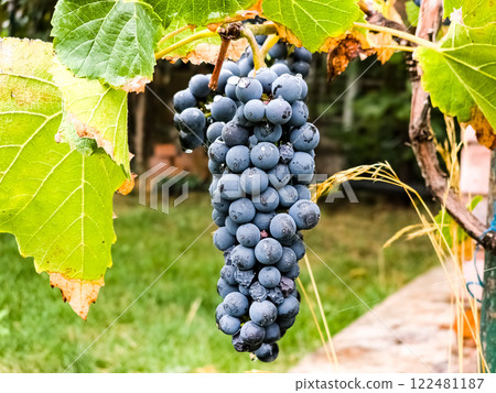 Black grapes on the vine. Drops of dew on the berries. Harvest time Black grapes on the vine. Drops of dew on the berries. Harvest time 122481187