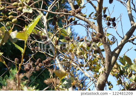 Alder fruit 122481209