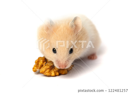 Small hamster eating nuts close up on white background Small hamster eating nuts close up on white background 122481257