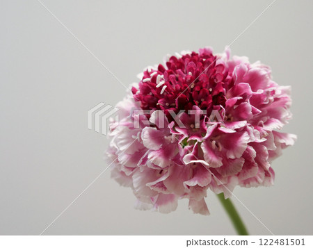 Red Scabiosa Red Scabiosa 122481501