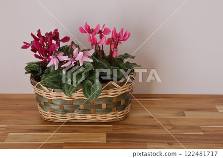 種植仙客來 種植仙客來 122481717