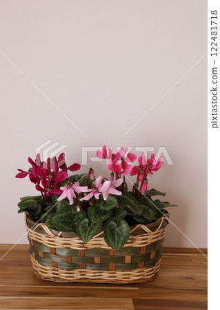 種植仙客來 種植仙客來 122481718