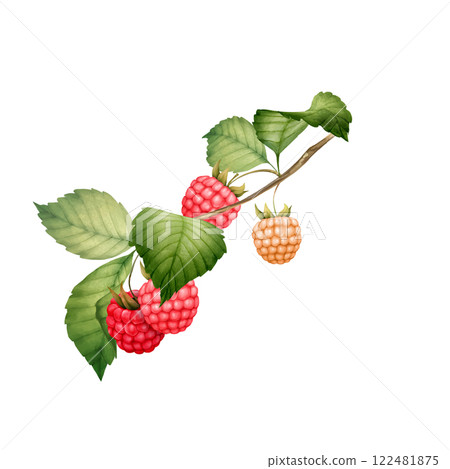 Raspberry branch with berries, hand-drawn botanical illustration. 122481875