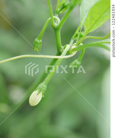 辣椒花 20240904 辣椒花 20240904 122481934