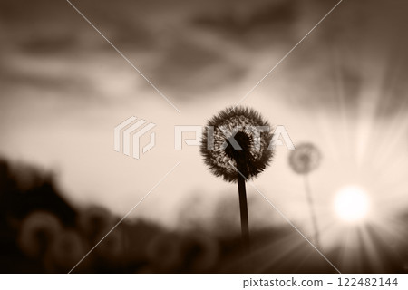 Dandelion silhouette on sunset background Dandelion silhouette on sunset background 122482144