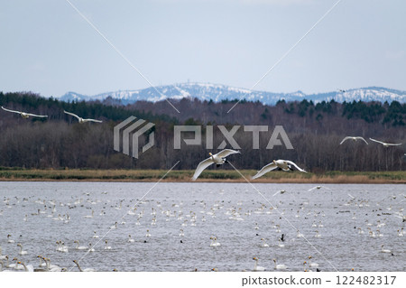 春天，天鵝從湖面起飛 122482317