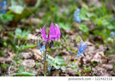 A cute pink flower that blooms in the spring field A cute pink flower that blooms in the spring field 122482318