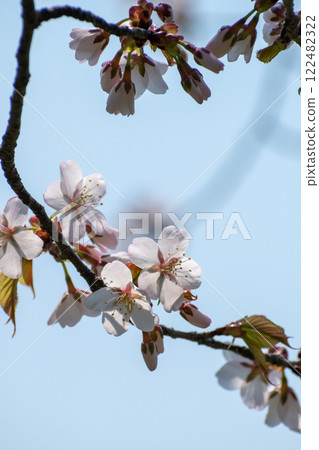 櫻花盛開 櫻花盛開 122482322