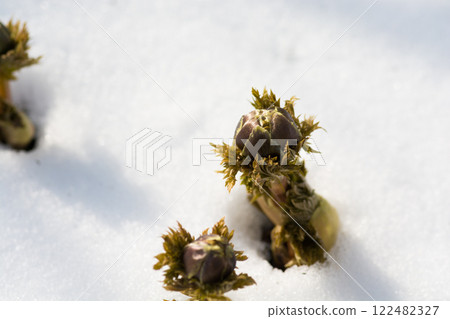 阿多尼斯花蕾從雪中萌發 122482327