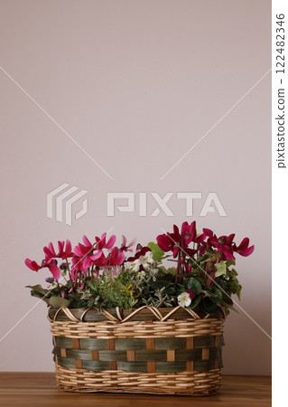 Planting of cyclamen 122482346
