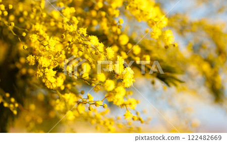 Spring blossom background with yellow blurred flower and sunlight Spring blossom background with yellow blurred flower and sunlight 122482669
