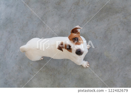 Jack Russell Terrier dog pet looking up on grey background 122482679