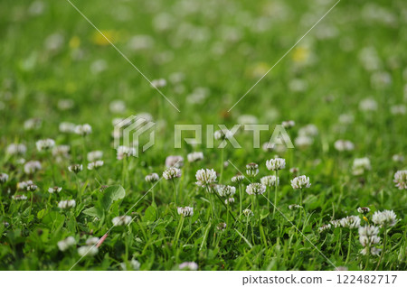 White clover I saw someday White clover I saw someday 122482717