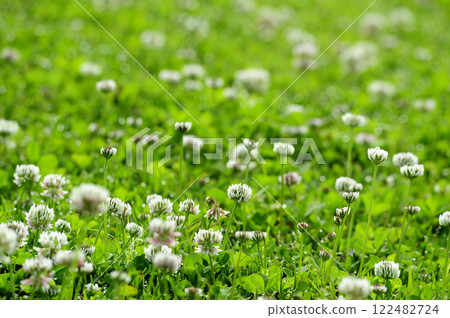 某天看到的白三葉草 122482724